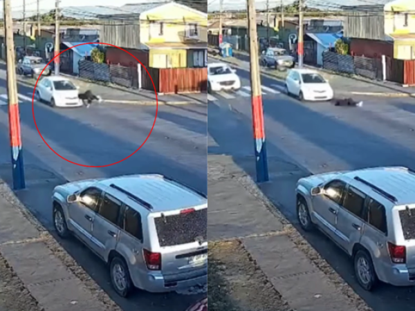 Indignación en Talcahuano por brutal atropello a joven en paso de cebra