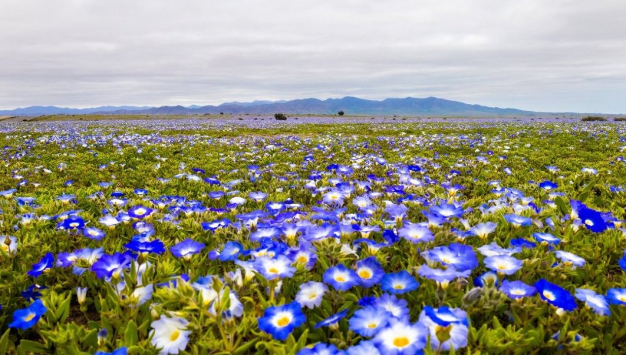 /regionales/region-de-atacama/cancelan-polemico-evento-de-electronica-en-el-desierto-florido