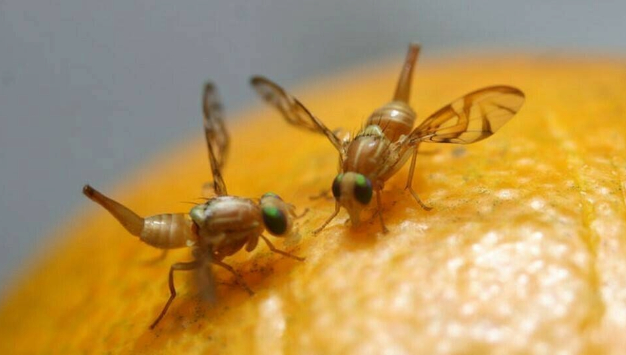 /sag-declara-a-la-comuna-de-calama-como-libre-de-la-mosca-de-la-fruta
